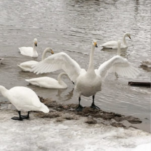 田んぼの白鳥たち